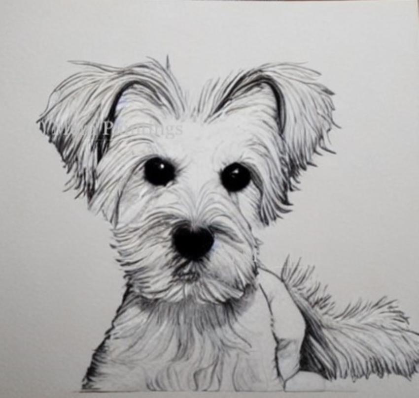 LITTLE DOG....