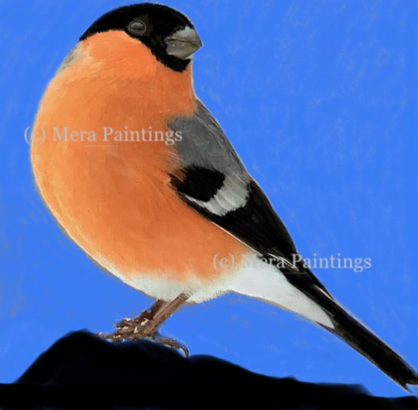 Ornithophile…a bird lover