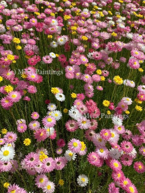 Welcome Spring