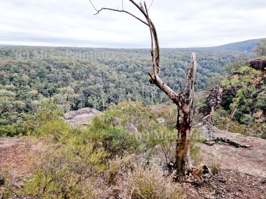 lonely tree