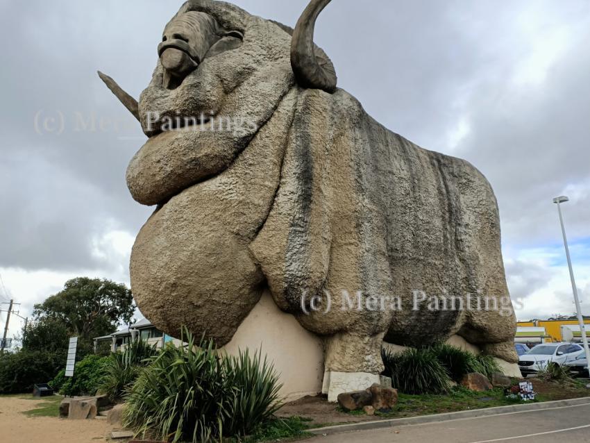 Goulburn-big merino