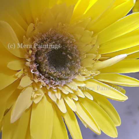 Sunflower closeup