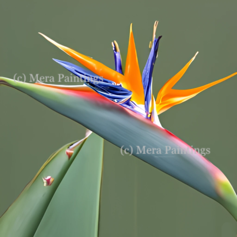 Strelitzia