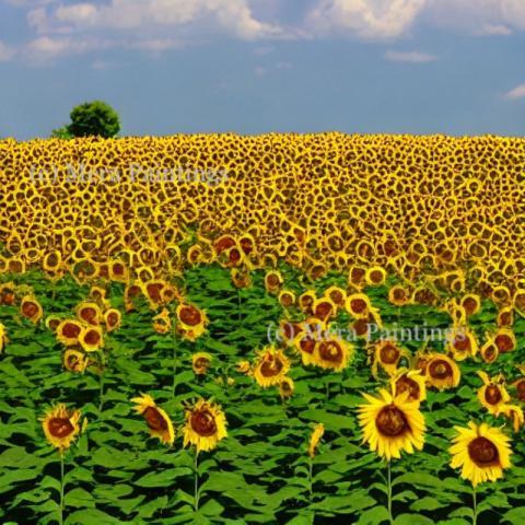 yellow is my favorite colour