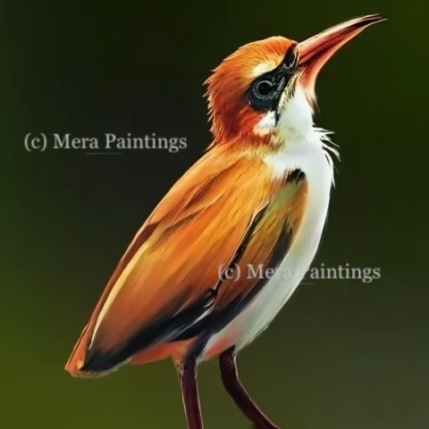Forest bird