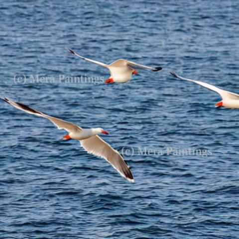 SEAGULL TRIBES
