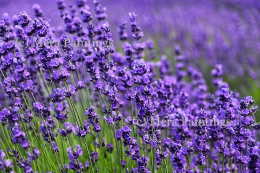 lavender field