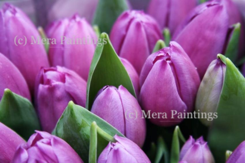It’s tulip time!