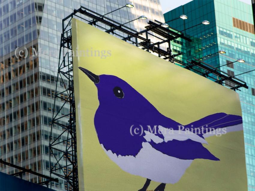 Fairy wren