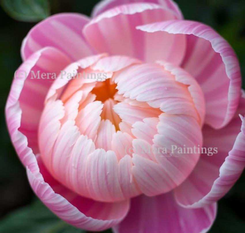 Peony perfection