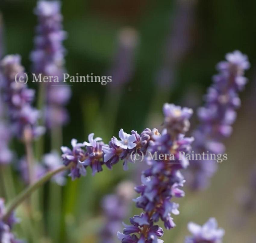 Aromatic