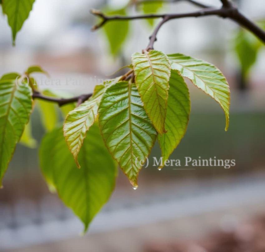 Finding magic in rain-kissed leaves