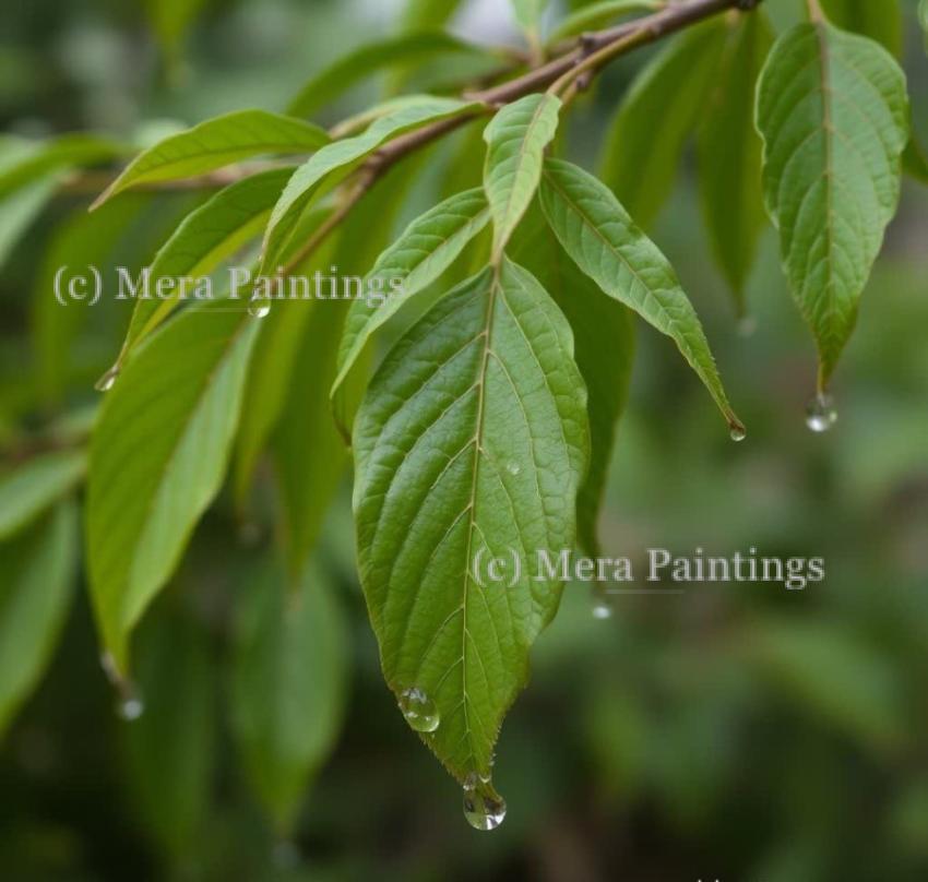 When rain adorns leaves with liquid pearls