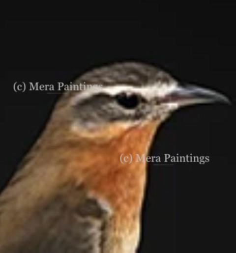 BROWN BIRD