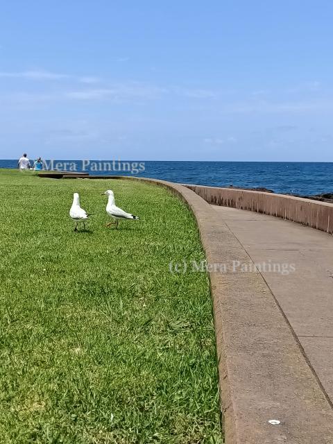 SEA GULLS