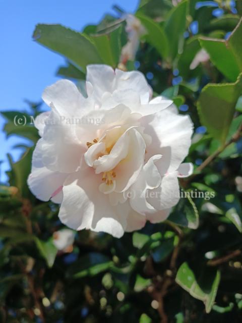 White flower
