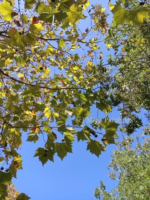Sugar Maple tree