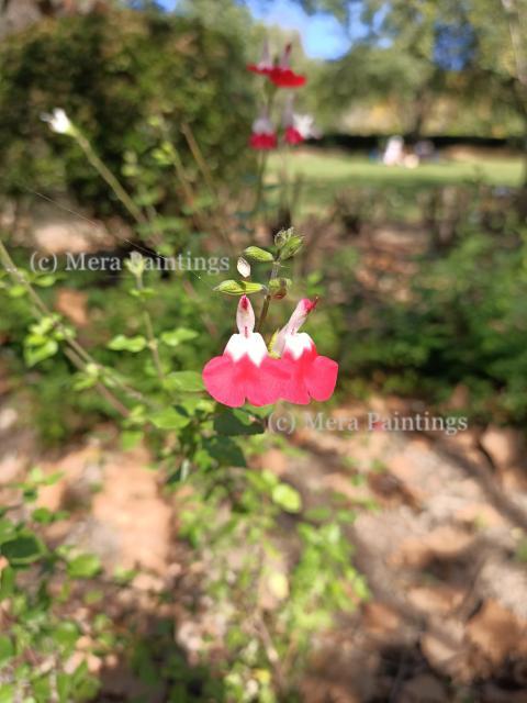 Pretty flowers