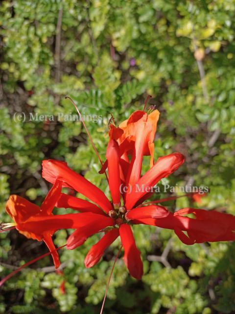 Beautiful flower