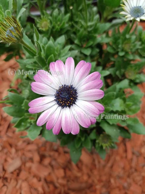 Flower magic