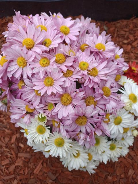 Pink and white flowers