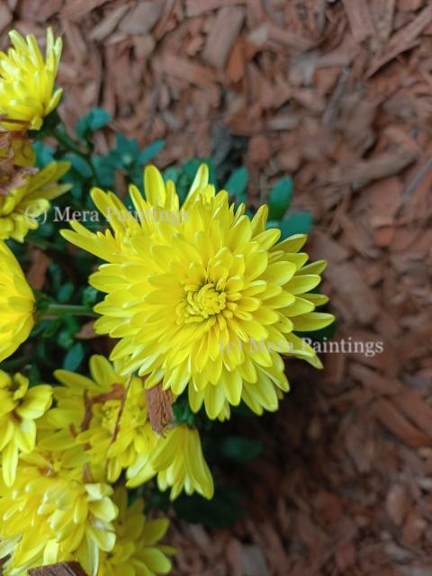 Yellow flower