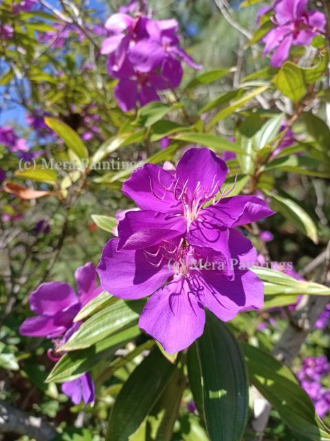 Purple flowers