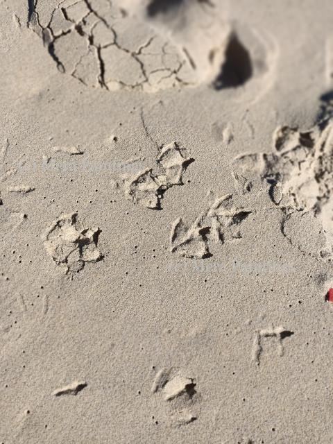 Foot prints of sea gulls