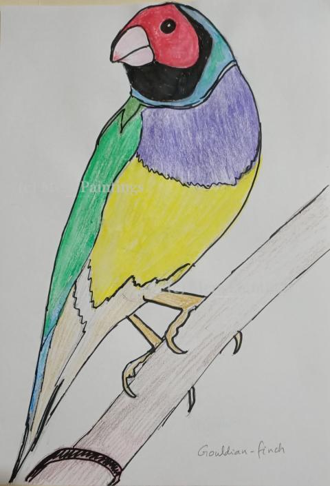 gouldian finch