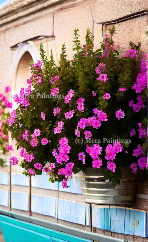 ANGELONIA