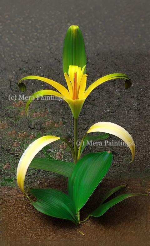 LILY FLOWER