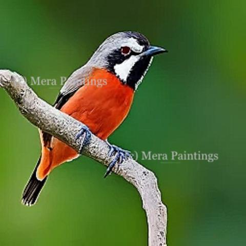 THE BIRDS ARE ....