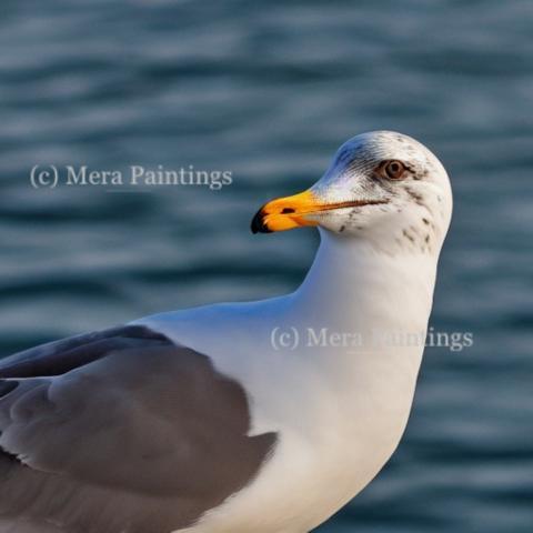 CURIOUS SEAGULL