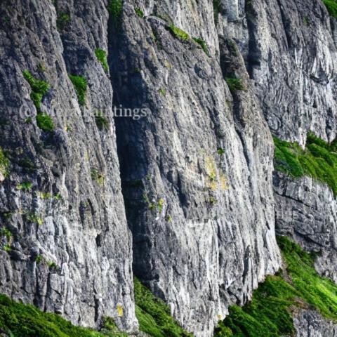 SEA CLIFFS